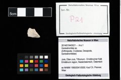 Foto (Objekt + Etikett) von Goniodromites sp.  (NHMW-GEO-2014-0194-0021)